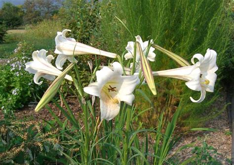 百合花是完全花嗎|百合花(植物):簡介,形態結構,象徵意義,常見種類,品種情。